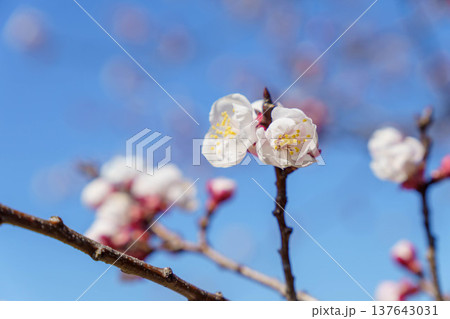 春の訪れを告げる桃の花 春の訪れを告げる桃の花 137643031
