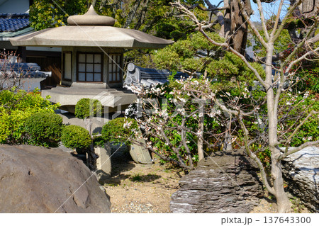 神戸・須磨寺の庭園に咲く梅 神戸・須磨寺の庭園に咲く梅 137643300