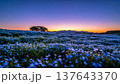 夕暮れの丘に咲くネモフィラ 137643370