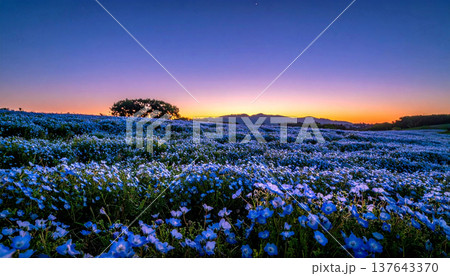 夕暮れの丘に咲くネモフィラ 137643370