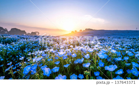 ネモフィラと夕焼け 137643371