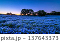 丘に咲くネモフィラ 137643373