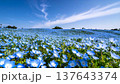 丘に咲くネモフィラ 137643374