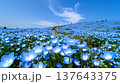 丘に咲くネモフィラ 137643375