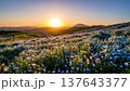 夕日に染まるネモフィラの花畑 137643377