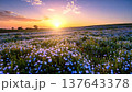 夕日に染まる丘に咲くネモフィラの花 137643378