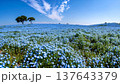 青い空とネモフィラの丘 137643379