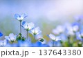 満開のネモフィラの花々 137643380
