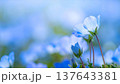 初夏を告げる青いネモフィラの花 137643381