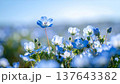 ネモフィラの青い花 137643382
