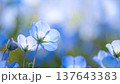 青いネモフィラ 137643383