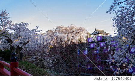 朝日浴びる曳屋された天守と満開の桜2024年 弘前城 青森県 朝日浴びる曳屋された天守と満開の桜2024年 弘前城 青森県 137643402