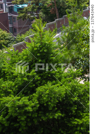 This is a close-up of a fir tree. 137643440