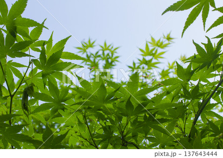 Close-up of green maple leaves. 137643444