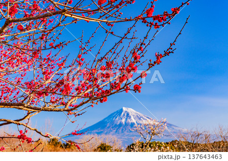 (静岡県)岩本山公園の梅と富士山 (静岡県)岩本山公園の梅と富士山 137643463