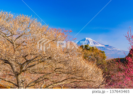 （静岡県）岩本山公園の梅と富士山 137643465