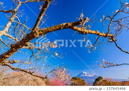 (静岡県)岩本山公園の梅と富士山 (静岡県)岩本山公園の梅と富士山 137643466