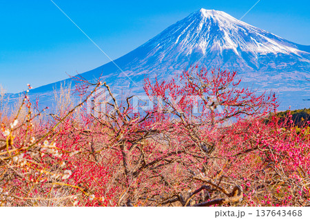 (静岡県)岩本山公園の梅と富士山 (静岡県)岩本山公園の梅と富士山 137643468