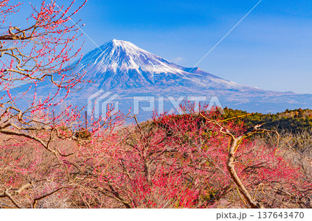 （静岡県）岩本山公園の梅と富士山 137643470