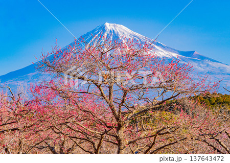 （静岡県）岩本山公園の梅と富士山 137643472