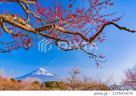 (静岡県)岩本山公園の梅と富士山 (静岡県)岩本山公園の梅と富士山 137643474