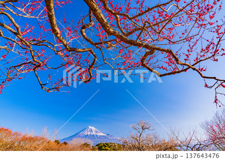 (静岡県)岩本山公園の梅と富士山 (静岡県)岩本山公園の梅と富士山 137643476
