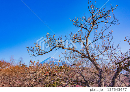 (静岡県)岩本山公園の梅と富士山 (静岡県)岩本山公園の梅と富士山 137643477
