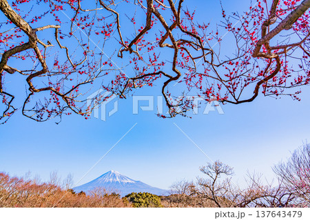 （静岡県）岩本山公園の梅と富士山 137643479
