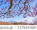 （静岡県）岩本山公園の梅と富士山 137643480