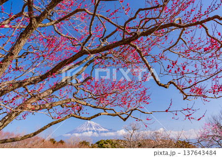 （静岡県）岩本山公園の梅と富士山 137643484