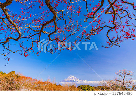 （静岡県）岩本山公園の梅と富士山 137643486