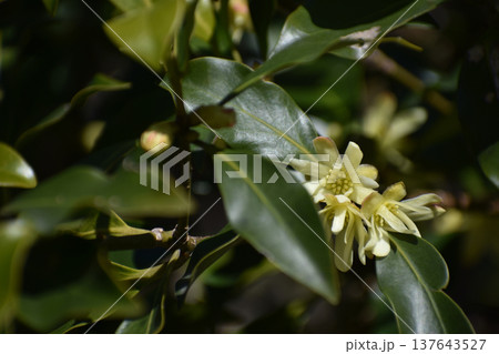 シキミの花 シキミの花 137643527