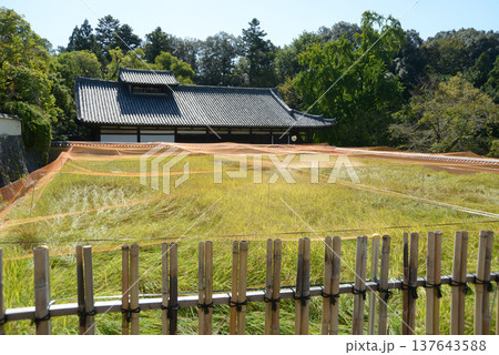 東大寺　大湯屋と稲田　奈良市雑司町 137643588