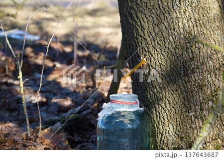Maple Tree Sap Tapping Into Glass Jar For Homemade Maple Syrup Collection In Early Spring Forest 137643687
