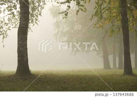 Misty morning in a tranquil forest, with trees shrouded in a soft, ethereal fog. Misty morning in a tranquil forest, with trees shrouded in a soft, ethereal fog. 137643688