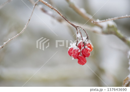 Viburnum opulus berries covered in frost on a cold winter day Viburnum opulus berries covered in frost on a cold winter day 137643690