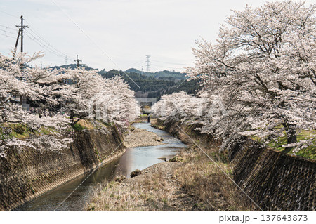 弓削川沿いの桜並木 137643873