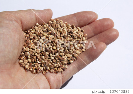 It is a sorghum that is placed in the hand. It is a sorghum that is placed in the hand. 137643885