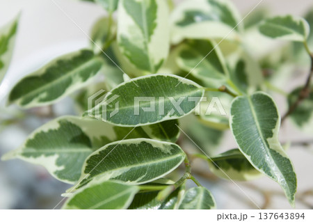 Close-up of patterned benjamin leaves. 137643894