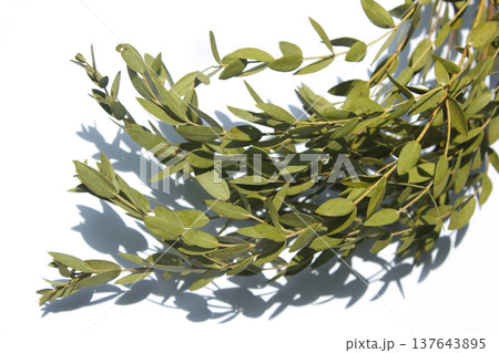 It is a leaf of eucalyptus pablo. 137643895