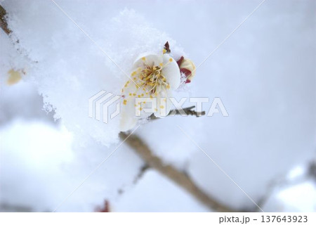 雪の積もった梅の花 雪の積もった梅の花 137643923