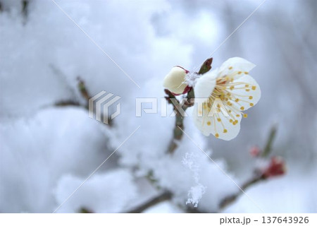 雪の積もった梅の花 雪の積もった梅の花 137643926