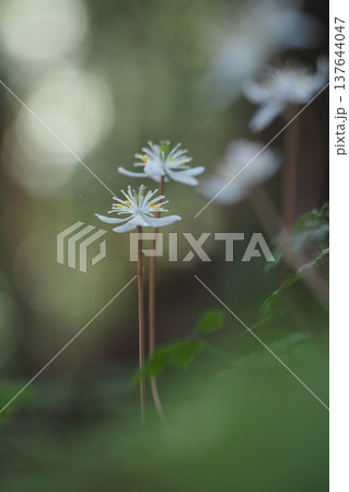 バイカオウレンの花 バイカオウレンの花 137644047
