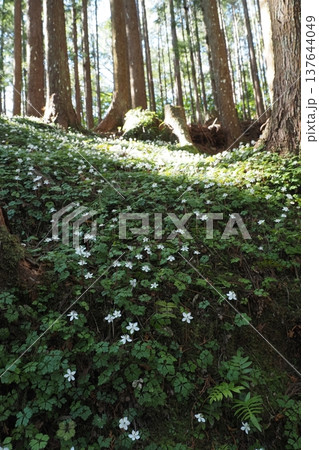 バイカオウレンの咲くところ 137644049