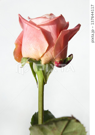 It's a pink rose in full bloom. It's a pink rose in full bloom. 137644117