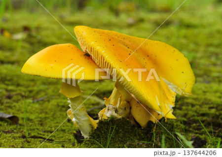 キタマゴタケ 137644206