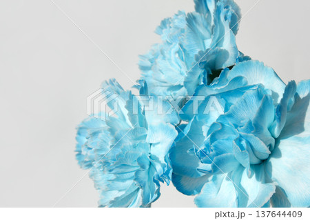 blue carnation on a white background 137644409