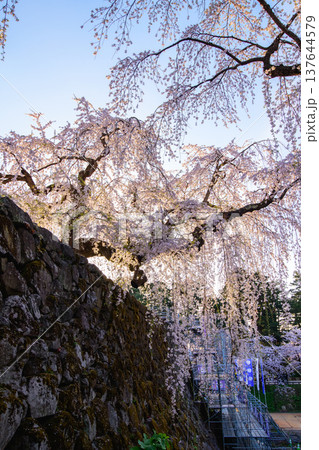 朝日を受け光り輝く御滝桜　弘前城　青森県 137644579