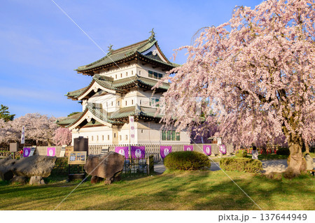 曳屋された弘前城天守閣と満開の八重紅枝垂桜 青森県 曳屋された弘前城天守閣と満開の八重紅枝垂桜 青森県 137644949