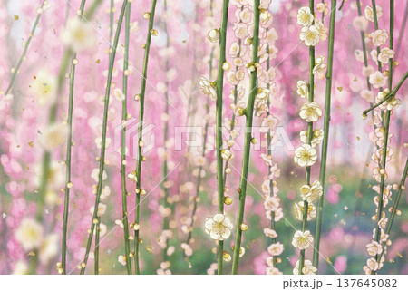 月ヶ瀬梅林の白いしだれ梅・水彩画 137645082